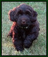 BG pups 7 wks old 5