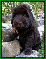 BG pups 8 wks old 450