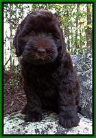 BG pups 8 wks old 650