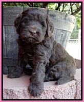BG pups 5 wks old 10