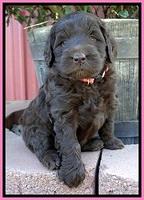 BG pups 5 wks old 7