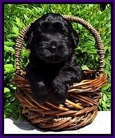BG pups 4 wks old 14