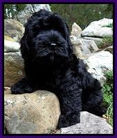 BG pups 8 wks old 2