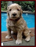 BG pups 4 wks old 12