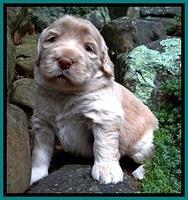 BG pups 3 wks old 40