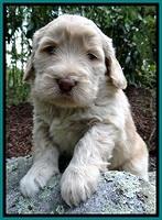 BG pups 4 wks old 22