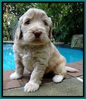 BG pups 4 wks old 23