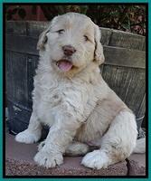 BG pups 5 wks old 18