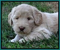 BG pups 5 wks old 21