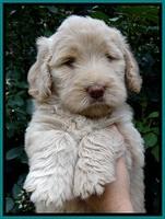 BG pups 6 wks old 16