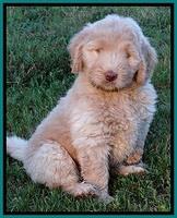 BG pups 7 wks old 10