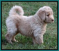 BG pups 7 wks old 12