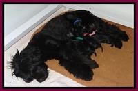 BR pups 1 wk old 230