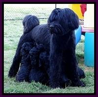 BR pups 6 wks old 330