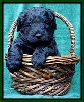 BS 4 pups weeks old 200