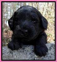 BR pups 3 wks old 221