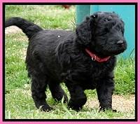 BR pups 5 wks old 270