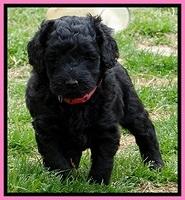 BR pups 5 wks old 280