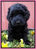 BR pups 6 wks old 1120