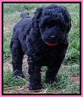 BR pups 6 wks old 20