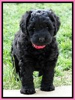 BR pups 6 wks old 640