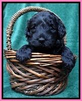 BS 4 pups weeks old 260