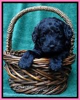 BS 4 pups weeks old 300