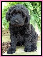 BS pups 7 wks old 261