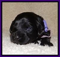 BR  pups 2 wks old 261