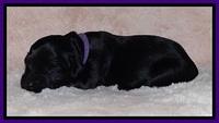 BR pups 1 wk old 1020