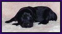 BR pups 1 wk old 1320