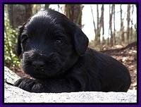 BR pups 3 wks old 241