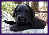 BR pups 3 wks old 251