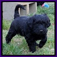 BR pups 6 wks old 130