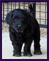 BR pups 6 wks old 170 (2)