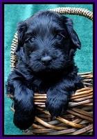 BS 4 pups weeks old 350