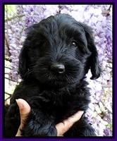 BS pups 7 wks old 281