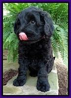 BS pups 7 wks old 301