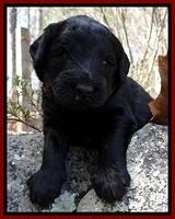 BR pups 3 wks old 61