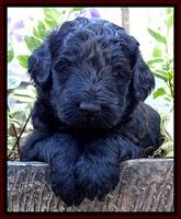 BS 4 pups weeks old 130