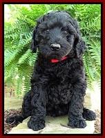 BS pups 7 wks old 81