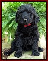 BS pups 7 wks old 91