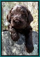BR pups 3 wks old 311