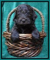 BS 4 pups weeks old 390