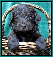 BS 4 pups weeks old 400