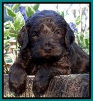 BS 4 pups weeks old 420
