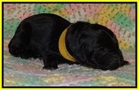 BR pups 1 day old 111