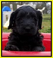 BR pups 5 wks old 40