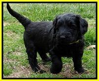 BR pups 5 wks old 90