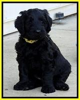 BR pups 6 wks old 10 (2)